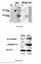 Fig. 02 - DC-STAMP antibodies