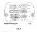 Fig. 02 - AMINO ACID SEQUENCES THAT MODULATE THE INTERACTION BETWEEN CELLS OF THE IMMUNE SYSTEM