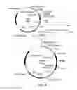 Fig. 05 - Monoclonal antibodies with enhanced ADCC function