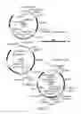 Fig. 06 - Monoclonal antibodies with enhanced ADCC function