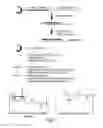 Fig. 02 - RNA interference mediated inhibition of gene expression using chemically modified short interfering nucleic acid (siNA)