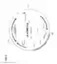 Fig. 04 - Immunostimulatory plasmids