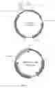 Fig. 02 - ELECTROCOMPETENT CELLS AND PREPARATION THEREOF