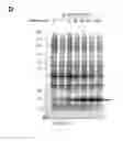 Fig. 22 - Inducible reconstitution and real-time quantitative kinetic system for the study of intramembrane enzymes