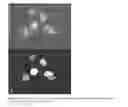 Fig. 09 - Method of analysing a cell or other biological material containing a nucleic acid