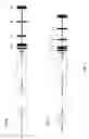 Fig. 02 - Humanized IL-6 and IL-6 receptor