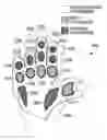 Fig. 01 - Energy absorbing athletic glove