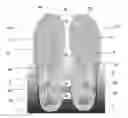 Fig. 01 - ORTHOTIC INSOLE