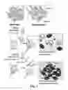 Fig. 02 - Blood clotting control
