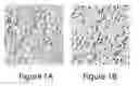 Fig. 02 - Methods and compositions for modifying sensorial perception