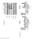 Fig. 03 - Method for treating prostate cancer