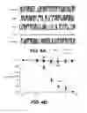 Fig. 08 - NOVEL NON-SELECTIVE CATION CHANNEL IN NEURONAL CELLS AND METHODS FOR TREATING BRAIN SWELLING