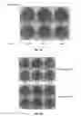 Fig. 04 - Flavivirus protease inhibitors