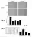 Fig. 02 - USE OF PEPTIDES FOR PROMOTING WOUND HEALING