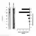 Fig. 19 - Methods to enhance T-cell mediated immune response