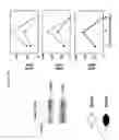 Fig. 22 - Methods to enhance T-cell mediated immune response