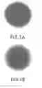 Fig. 02 - DAB-4 linked nitroxide citrate, useful as MRI contrast agent