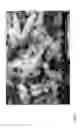 Fig. 02 - Synthesis of framework modified ZSM-48 crystals