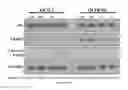 Fig. 28 - Modulators of resistant androgen receptor