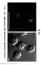 Fig. 08 - Conformationally-constrained kinked endosomal-disrupting peptides