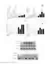 Fig. 07 - Anti-inflammatory lipopeptide and preparing method and application thereof