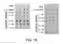 Fig. 02 - Method for treating spinal cord injury using HMGB1 fragment