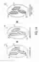 Fig. 02 - Determination of color characteristics of objects using spatially modulated light