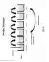Fig. 05 - Luminescent polymer cyclic amplification