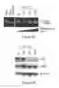 Fig. 04 - PROLIFERATION-ASSOCIATED MODULATION OF THE SPLICING OF THE INTEGRIN ALPHA 6 ISOFORMS