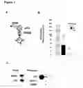 Fig. 02 - METHODS FOR DETERMINING RESISTANCE AGAINST MOLECULES TARGETING PROTEINS