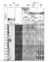 Fig. 06 - 360-degree core photo image integration and interpretation in a 3D petrophysical modeling environment