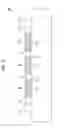Fig. 04 - Light emitting device