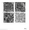 Fig. 08 - THREE-DIMENSIONAL GRAPHENE-BACKBONED ARCHITECTURES AND METHODS OF MAKING THE SAME