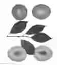 Fig. 02 - Interspecific tree named 'AMBER GLO'