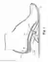 Fig. 02 - BI-LAYER ORTHOTIC