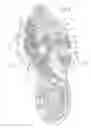 Fig. 06 - STRUCTURE OF FRONT FOOT PORTION OF SHOE SOLE