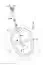 Fig. 20 - Trans-catheter ventricular reconstruction structures, methods, and systems for treatment of congestive heart failure and other conditions