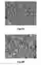 Fig. 14 - NANOFIBROUS CONDUITS FOR NERVE REGENERATION