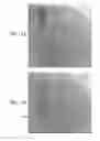 Fig. 08 - Automatic reduction of visibility of portions of an image