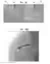 Fig. 14 - Automatic reduction of visibility of portions of an image