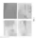 Fig. 02 - Decellularized muscle matrix