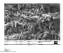 Fig. 03 - Method for the preparation of biological tissue for dry use in an implant