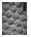 Fig. 40 - Absorbent article