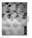 Fig. 44 - Absorbent article