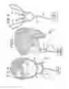 Fig. 03 - Oral mouthpiece and method for the use thereof