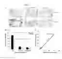 Fig. 04 - Cancer cell trap