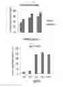 Fig. 02 - Pharmaceutical composition for preventing or treating cancers comprising dendritic cells with Dab2 gene silenced