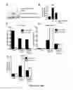 Fig. 19 - THY1 (CD90) as a novel therapy to control adipose tissue accumulation