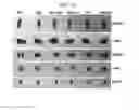 Fig. 22 - GRAPHENE DERIVATIVE-BASED COMPOSITION FOR DRUG DELIVERY AND PREPARATION METHOD THEREOF