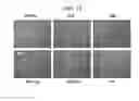 Fig. 23 - GRAPHENE DERIVATIVE-BASED COMPOSITION FOR DRUG DELIVERY AND PREPARATION METHOD THEREOF